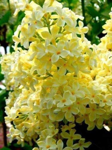 50 Yellow Lilac Seeds Bloom Perennial Flowers Fragrant Seed Flower Shrub Bush